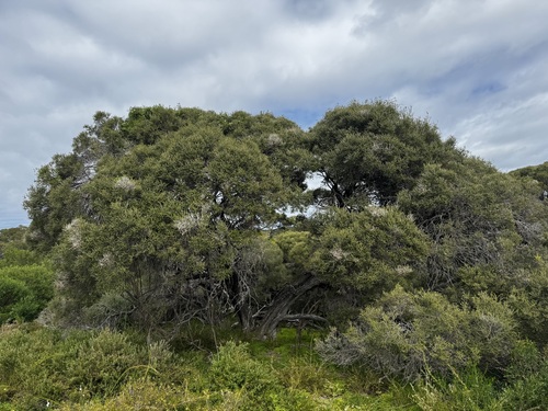 Melaleuca lanceolata