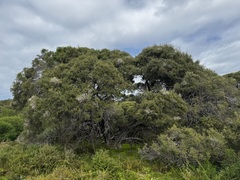 Melaleuca lanceolata