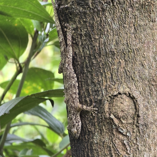 Gekko chinensis observed 2026-09-03