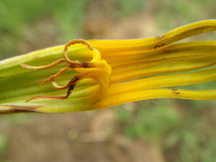Tapinanthinae
