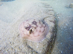 Urobatis concentricus