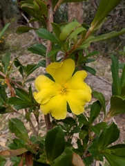 Hibbertia cuneiformis