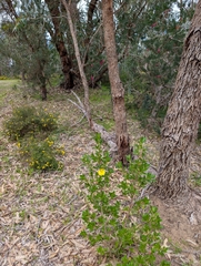 Hibbertia cuneiformis, photograph author not stated, no rights reserved