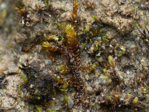 Scorpidium revolvens observed 2026-08-17