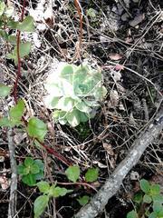 Echeveria simulans