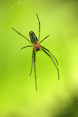 Leucauge celebesiana