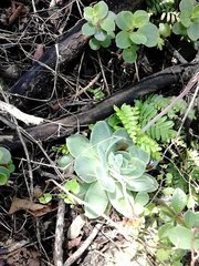 Echeveria simulans
