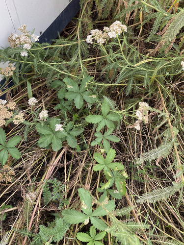 Creeping cinquefoil