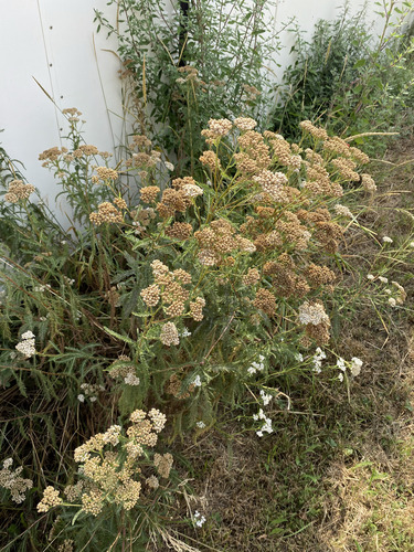 common yarrow