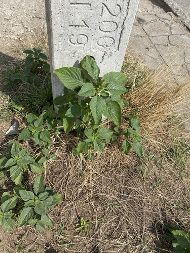 Redroot Amaranth