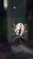 Calligrapha vicina