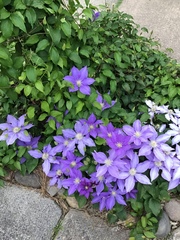 Campanula poscharskyana