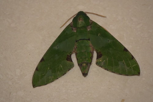 Verdant Hawkmoth