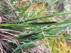 Carex cespitosa