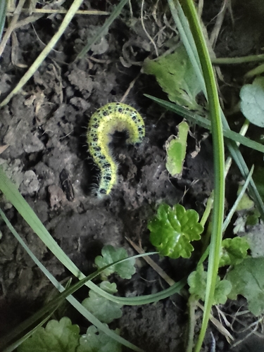 Large White