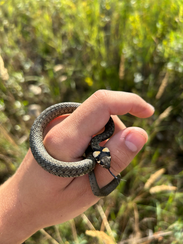 grass snake