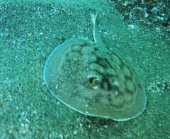 Urobatis concentricus