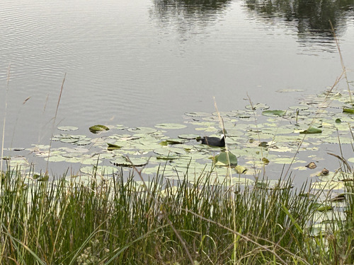 iNaturalist image