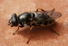 Cheilosia caerulescens