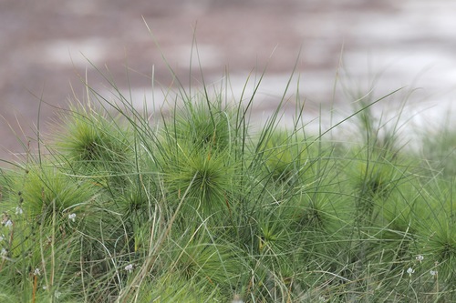 Spinifex longifolius observed 2026-09-02