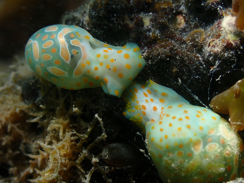 Haminoea cymbalum observed 2026-08-26
