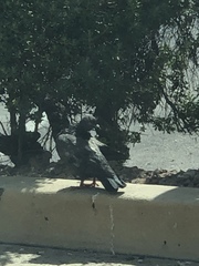 Columba livia