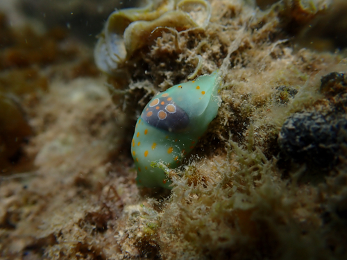 Haminoea cymbalum observed 2026-08-26