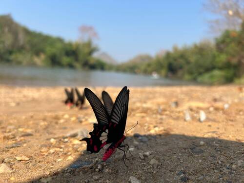 Common Rose Swallowtail
