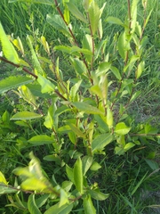 Salix