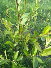 Salix