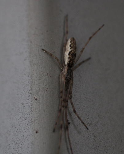 Tetragnatha nitens