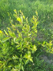 Salix