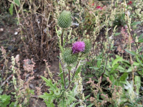Bull Thistle