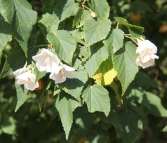 Dombeya tiliacea
