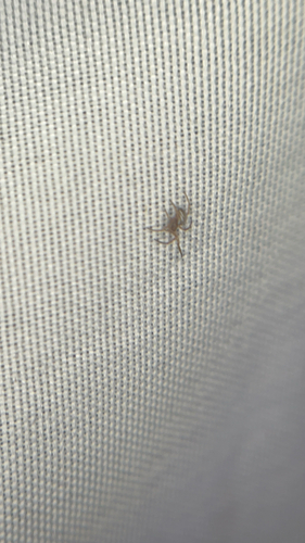 Western Black Widow