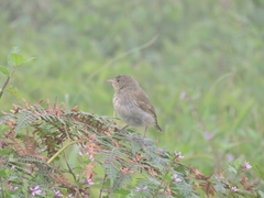 Certhidea fusca