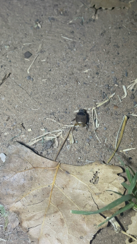 Gazelle Scarab