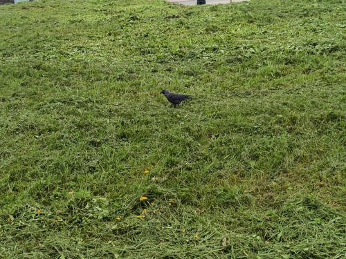 Eurasian Jackdaw
