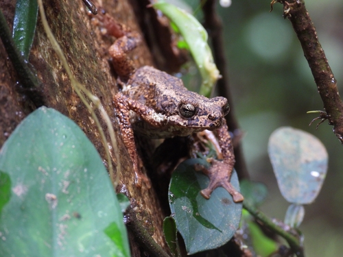 Malabar Tree Toad