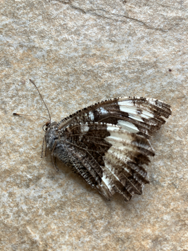 Great Banded Grayling