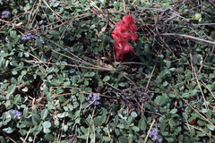 Ceanothus prostratus prostratus