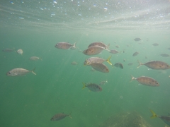 Caranx caninus
