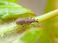 Cimberis pilosa