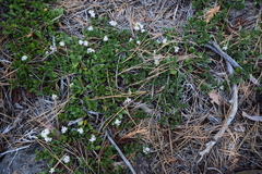 Ceanothus prostratus prostratus