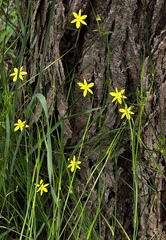 Tricoryne elatior