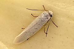 Tegeticula yuccasella