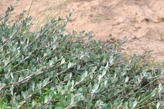 Salix repens, photograph (c) ikelman, some rights reserved (CC BY)