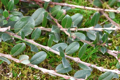 Salix repens, photograph 5