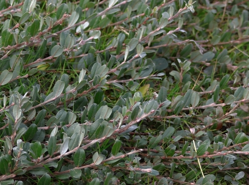 Salix repens, photograph 6