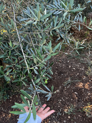 Olive